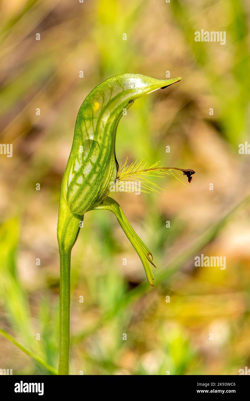 Pterostylis extensa, Waldland Plumed Greenhood Stockfoto