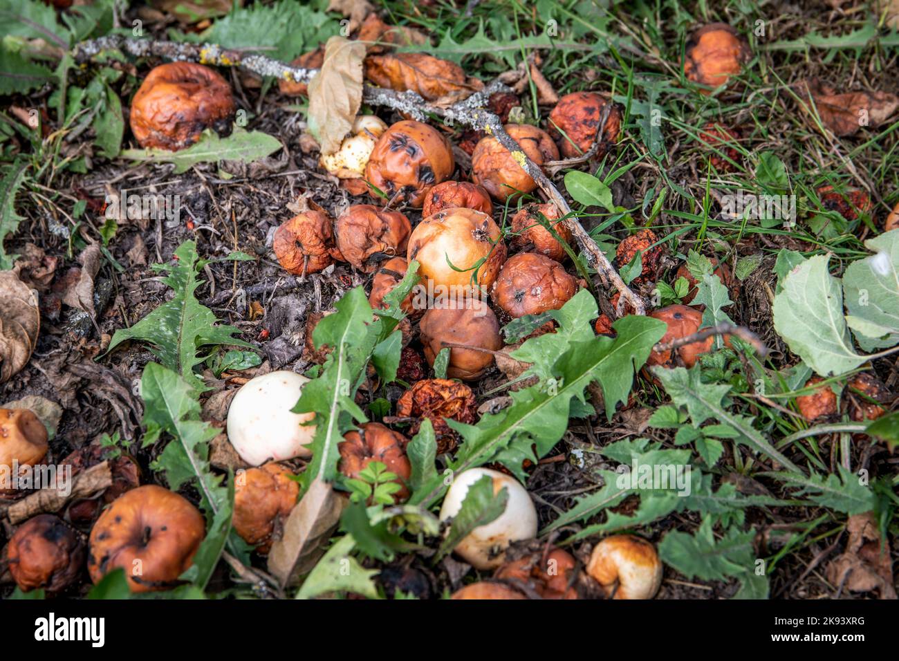 Beschädigte, verfaulte Äpfel auf dem Boden im Gras. Herbstarbeiten und Obstbau. Stockfoto