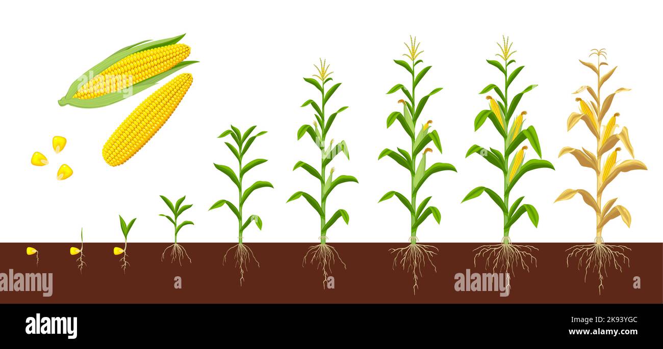 Wachstumsphasen von Mais. Entwicklung von landwirtschaftlichen Pflanzen, Entwicklungsstufe oder Entwicklung von landwirtschaftlichen Kulturpflanzen Maisanbauphasen bilden Samen mit Wurzeln im Boden zum Sämling, Pflanze bereit für die Ernte Stock Vektor