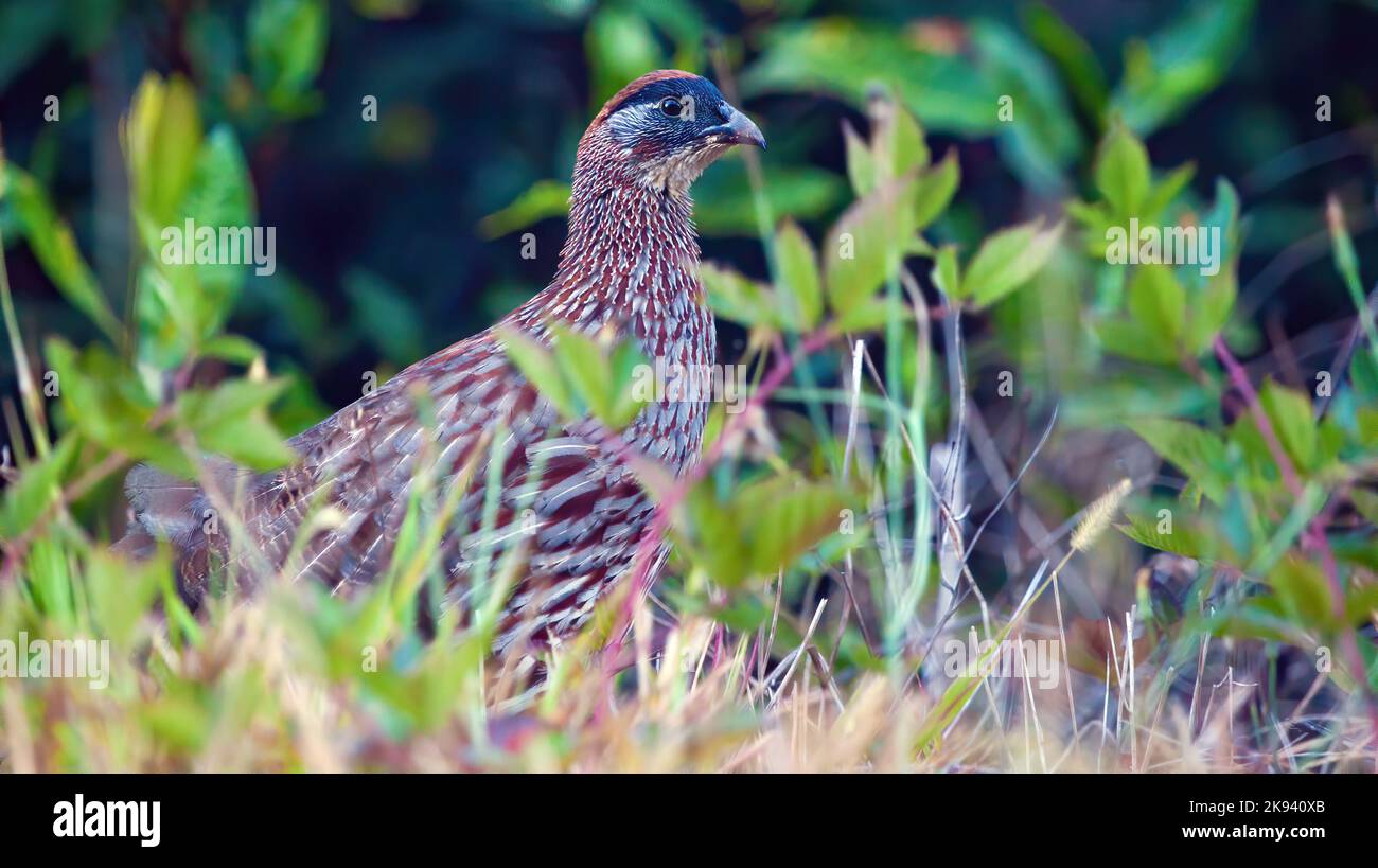 Erckells Francolin, Vogel der Hawaii-Inseln Stockfoto