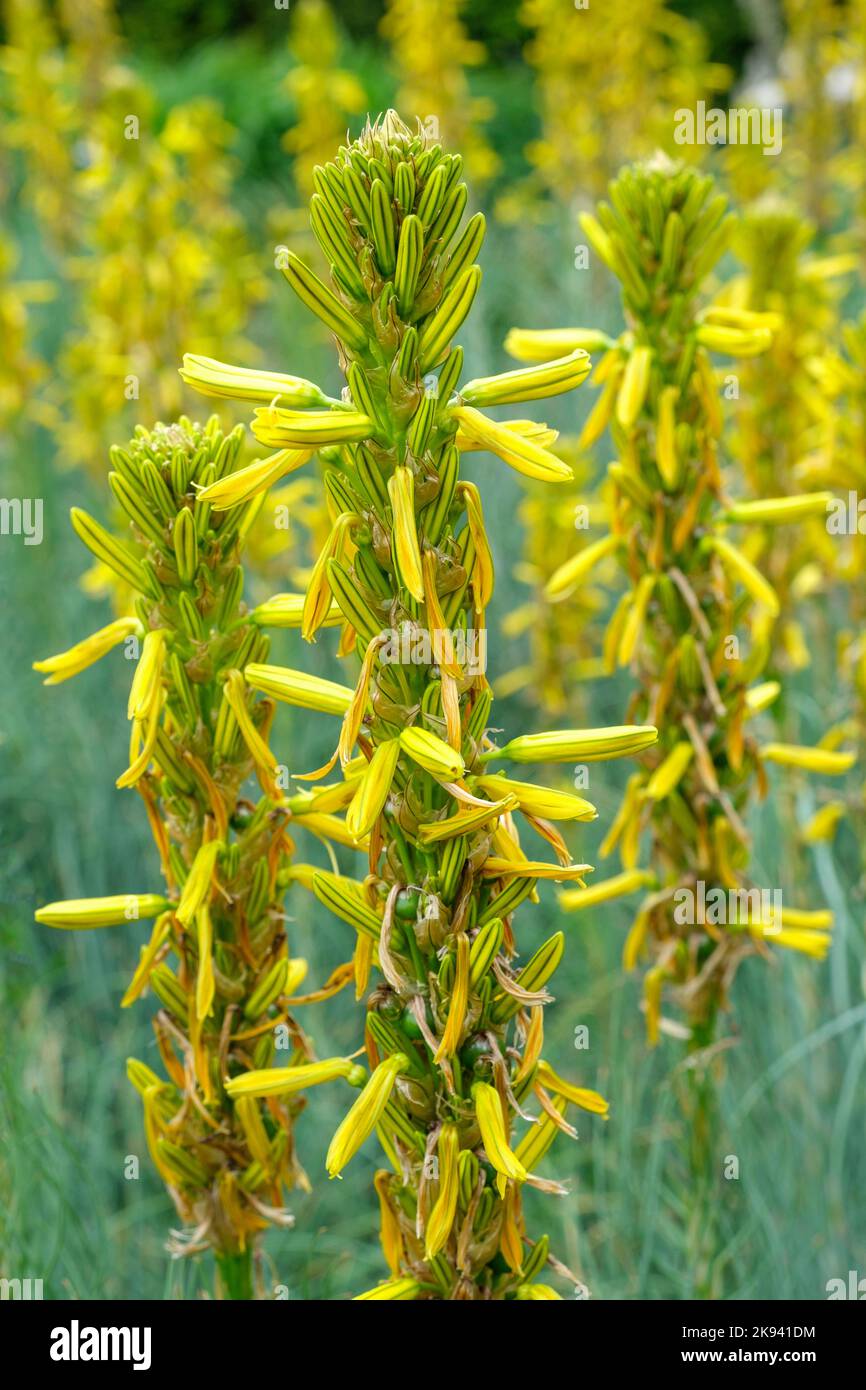 Asphodeline lutea, Königspeer, Jakobsstange, Gelber Asphaltbaum, Blume der Toten. Gelbe Blütenspitzen Stockfoto