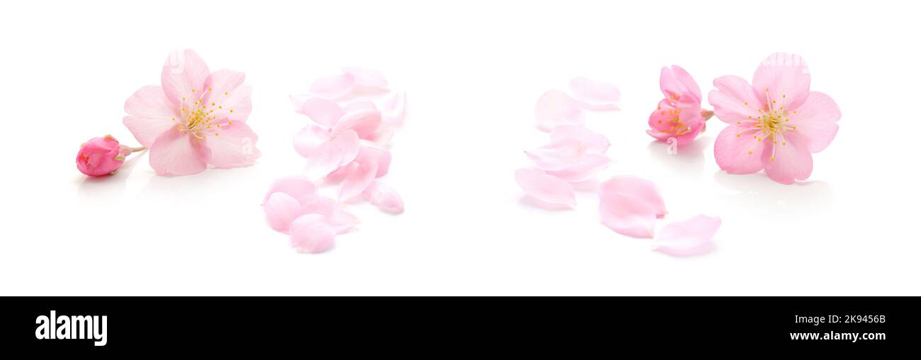 Japanische natürliche rosa Kirschblüten und Blütenblätter, reinweißer Hintergrund, Frühling Fotografie Set Stockfoto