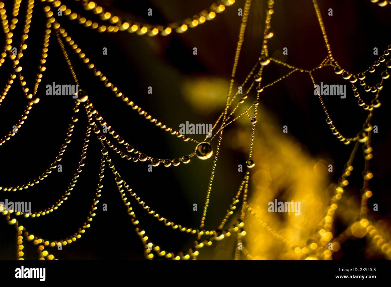 Tautropfen im Netz glitzern im Licht der Morgensonne Stockfoto