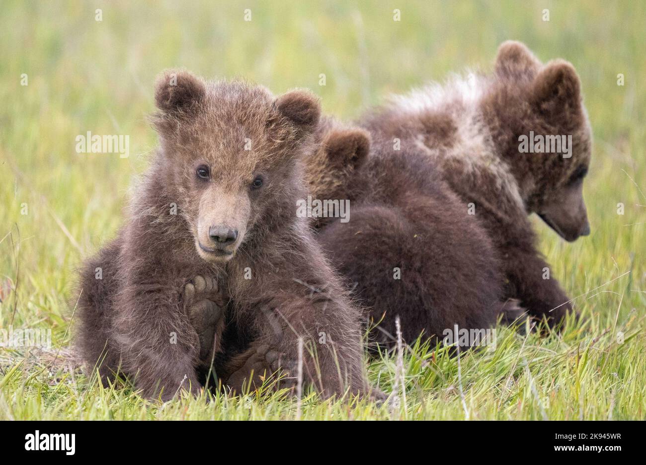 Die drei Jungen sind nach dem Spielen müde. Alaska, USA: DIESE ENTZÜCKENDEN Bilder zeigen drei junge Jungen, die auf ihren Hinterbeinen stehen und sich umsehen Stockfoto