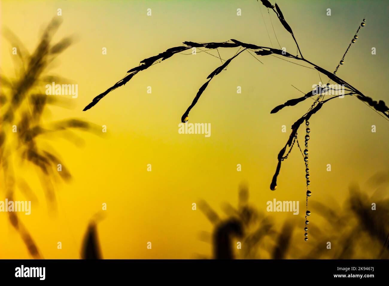 Im Licht der Morgensonne glitzern Tautropfen auf einem Grasnetz, das an Grasstämmen hängt Stockfoto