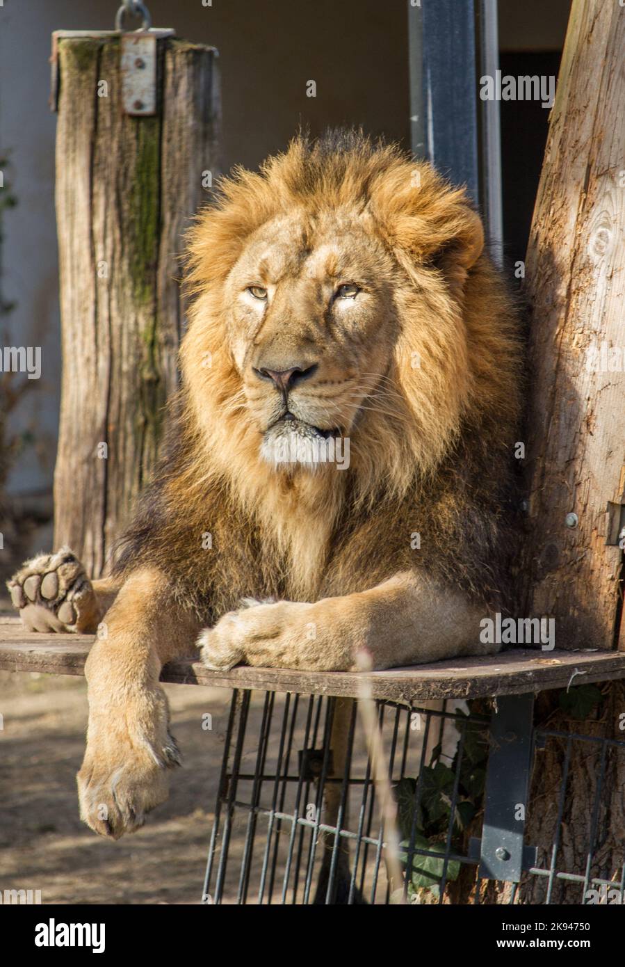 Löwe mit schöner Mähne, die im zoologischen Garten Wilhelma, Stuttgart, Deutschland, ruht Stockfoto