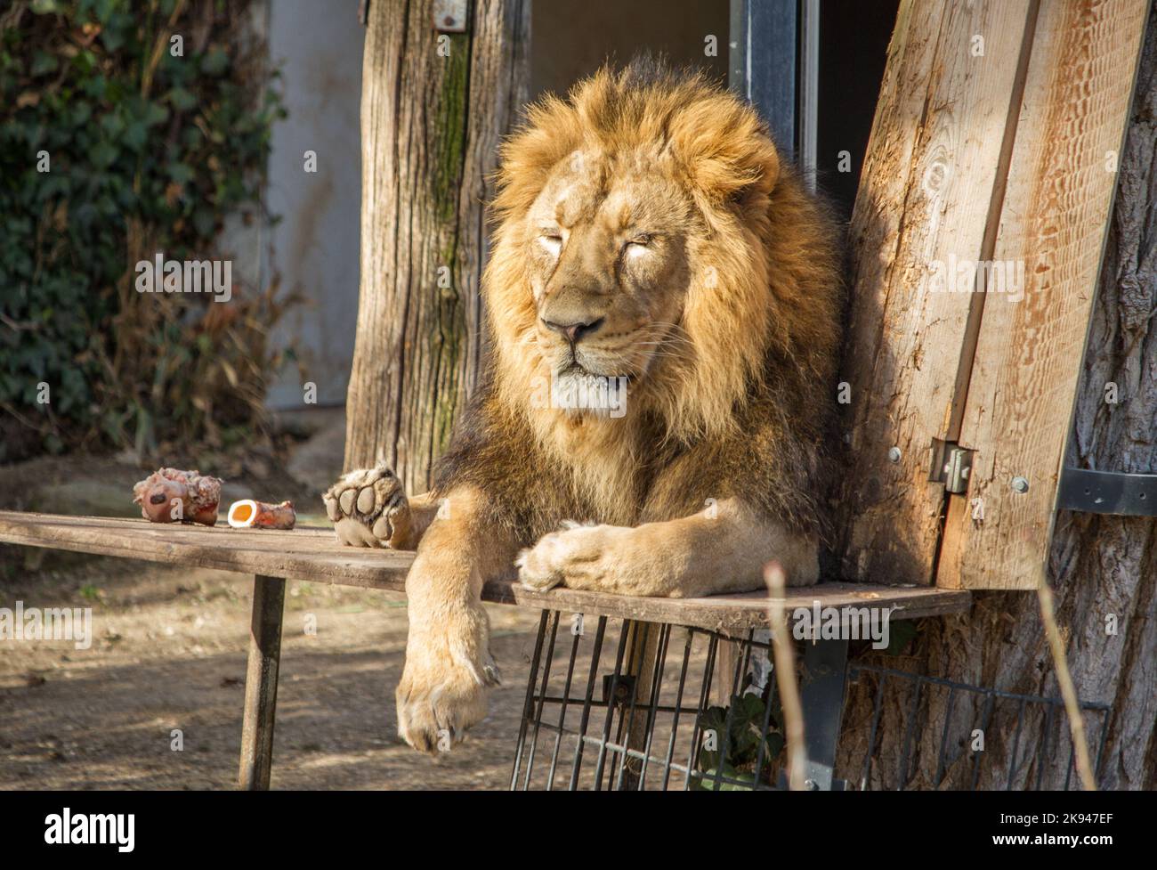 Löwe mit schöner Mähne, die im zoologischen Garten Wilhelma, Stuttgart, Deutschland, ruht Stockfoto