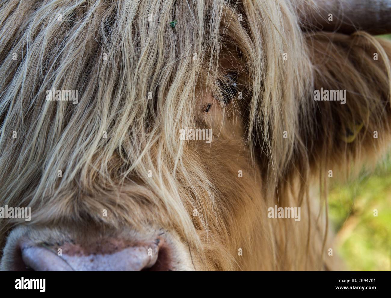 Nahaufnahme des schottischen Hochlandcattes mit viel Fell in der Nähe der Augen Stockfoto