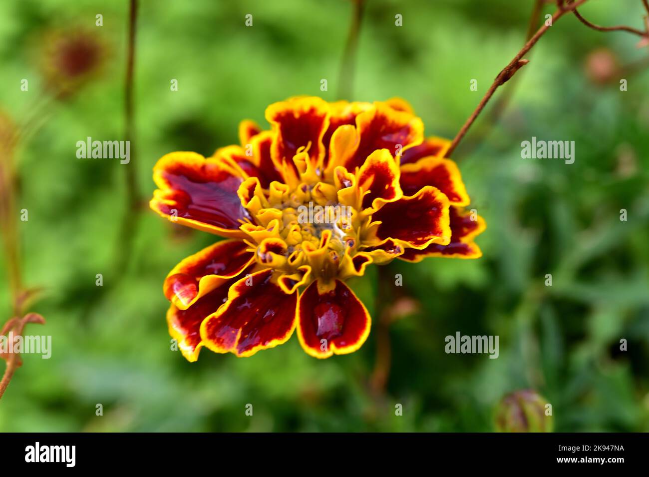 Eine Tagesetes Erecta, eine Blume mit kräftigen Farben und einer besonderen Form Stockfoto