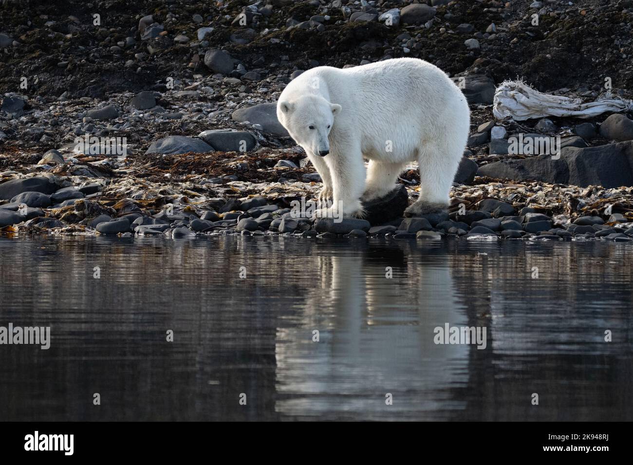 Eisbär (Ursus maritimus) fotografiert im August in Spitzbergen, Norwegen Stockfoto