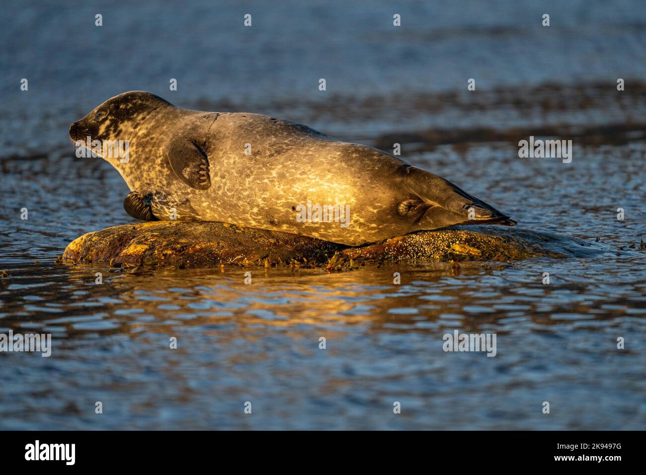 Der Hafen (oder Hafen) Dichtung (Phoca vitulina), auch als das gemeinsame Siegel bekannt, ist eine wahre Dichtung gefunden entlang der gemäßigten und Arktischen marinen Küstenlinien der Stockfoto