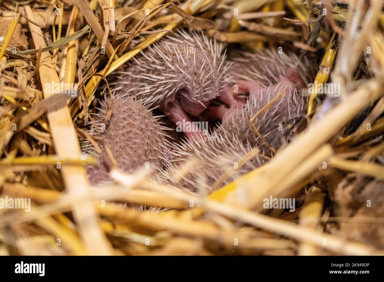 Ein Wurf junger südlicher Weißbrustigel (Erinaceus concolor) (AKA