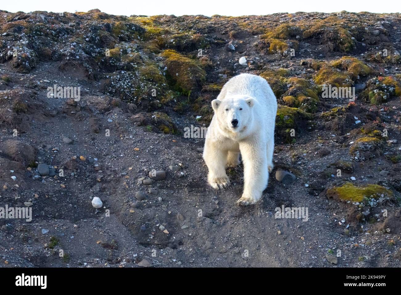 Eisbär (Ursus maritimus) fotografiert im August in Spitzbergen, Norwegen Stockfoto