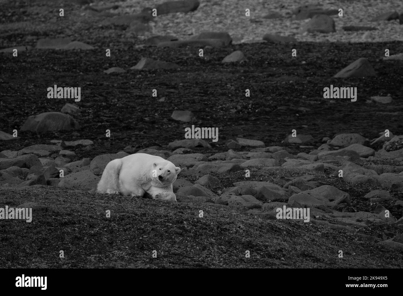 Eisbär (Ursus maritimus) fotografiert im August in Spitzbergen, Norwegen Stockfoto