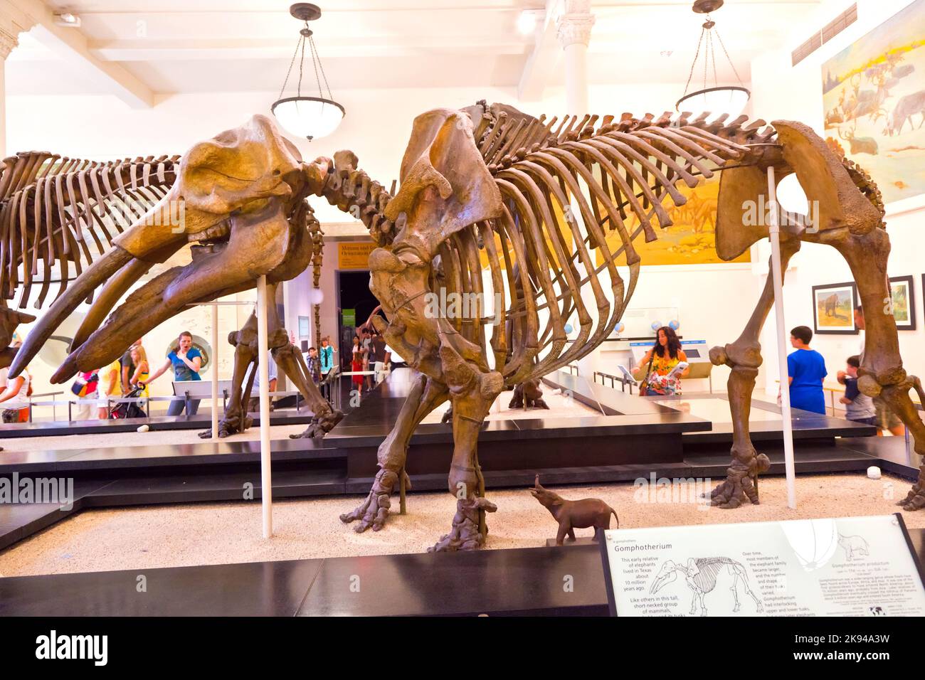 NEW YORK - JULI 8: Das American Museum for National History in Newe York beherbergt eine große Sammlung von Dinosaurierskeletten und prähistorischen, auch menschlichen Exen Stockfoto