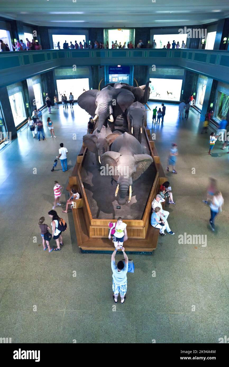 NEW YORK - JULI 8: Das American Museum for National History in Newe York beherbergt eine große Sammlung von Dinosaurierskeletten und prähistorischen, auch menschlichen Exen Stockfoto