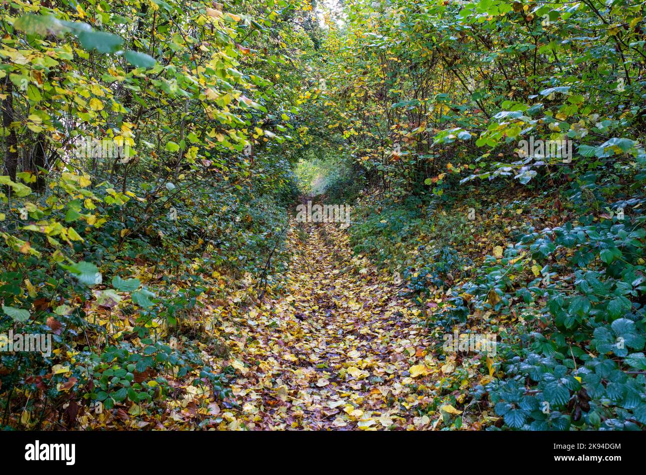 Herbstpfad in Lineover Wood, Dowdeswell, Cotswolds, Gloucestershire, England Stockfoto