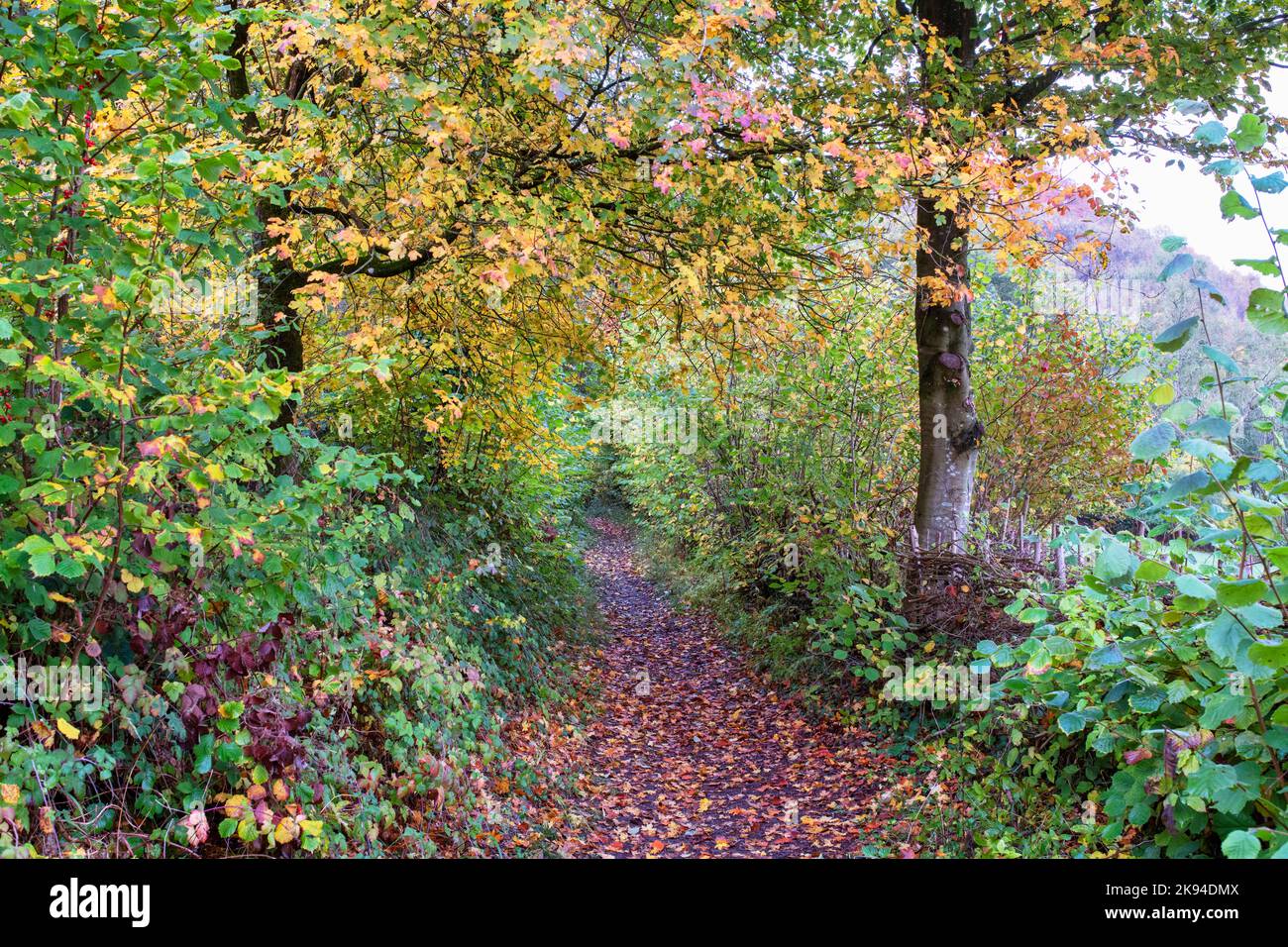 Herbstpfad in Lineover Wood, Dowdeswell, Cotswolds, Gloucestershire, England Stockfoto