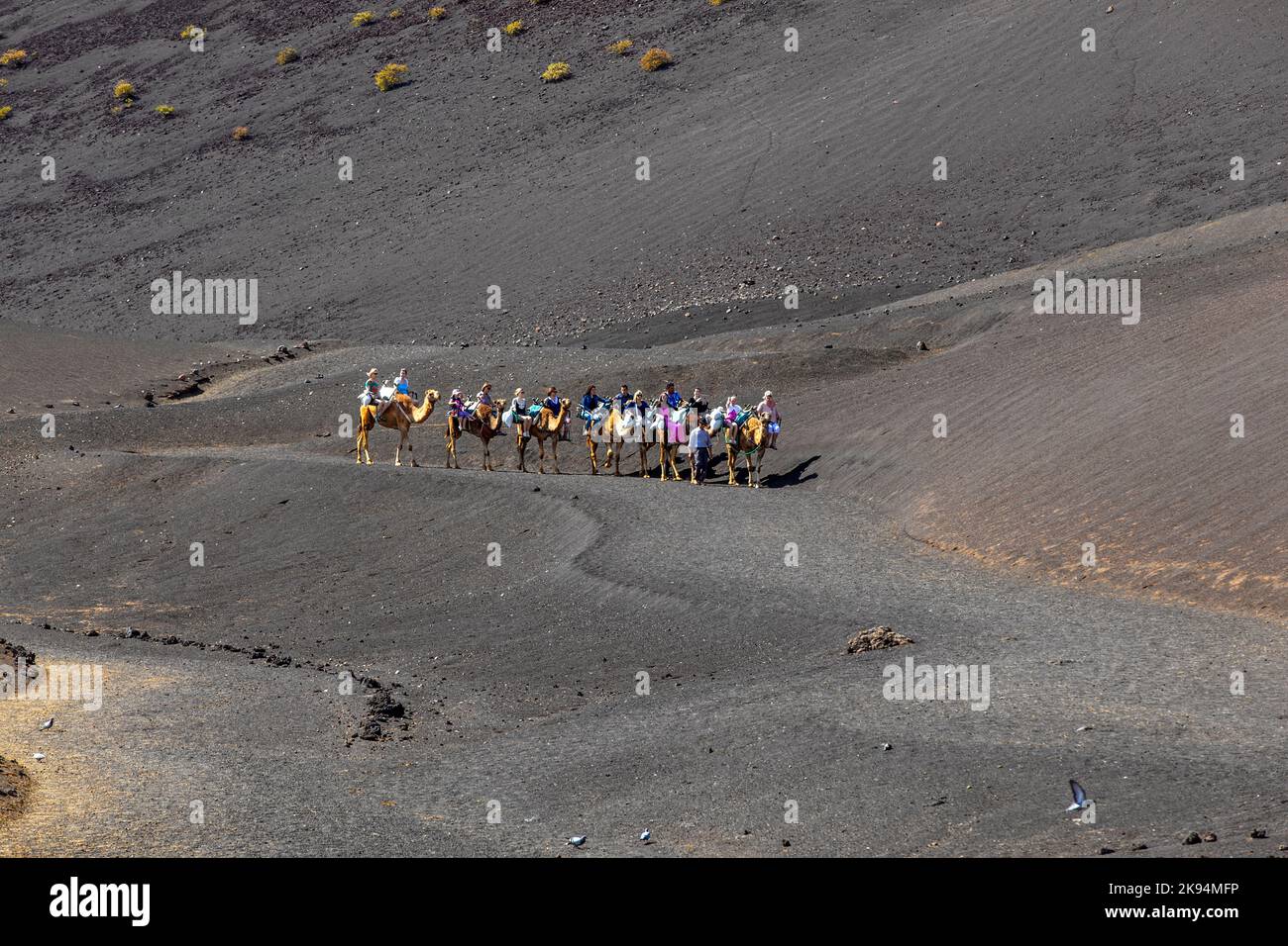 LANZAROTE, SPANIEN - APRIL 5: Kamelreiten für Touristen zu Vulkankegeln ist eine Touristenattraktion im Timanfaya Nationalpark auf der Kanarischen Insel Stockfoto