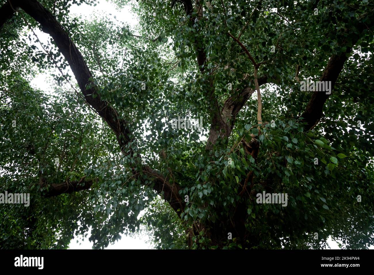 Riesige traditionelle Bäume aus dem Kerala-Wald Stockfoto