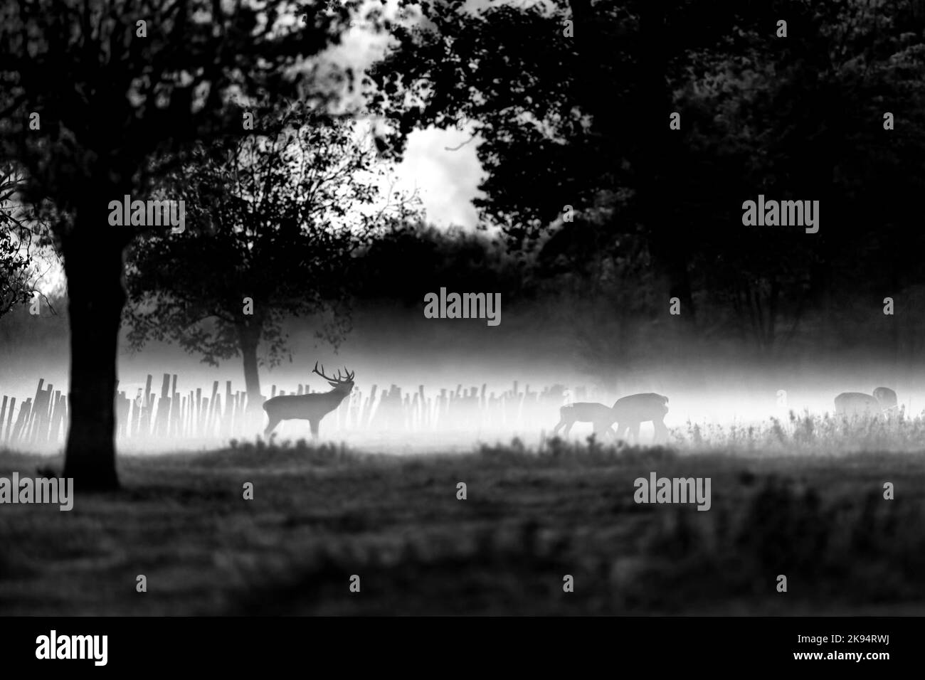 Das Brüllen des Hirsches Männchen, nebliger Morgen in der freien Natur (Cervus elaphus) Stockfoto