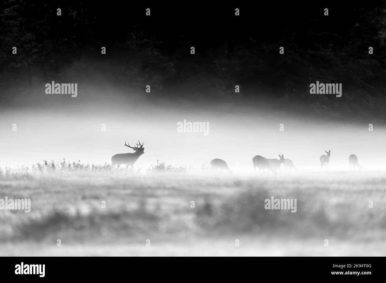 Das Brüllen des Hirsches Männchen, nebliger Morgen in der freien Natur (Cervus elaphus) Stockfoto