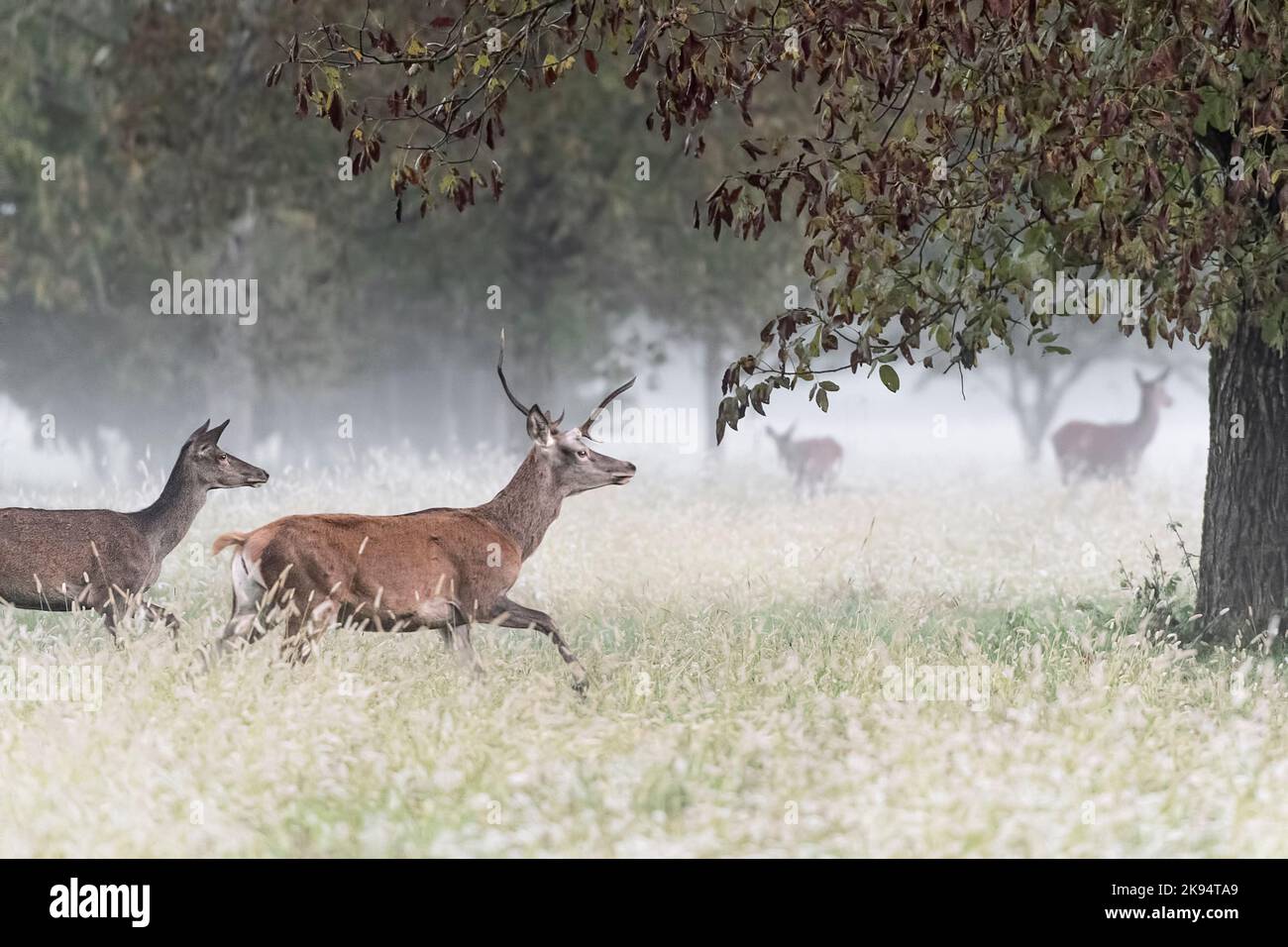Rotwild mit dem schiefen Horn (Cervus elaphus) Stockfoto