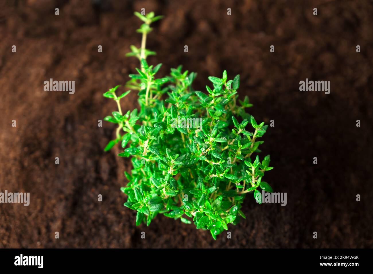 Thymian-Mikrogrün auf der Erde.aromatische Kräuter Stockfoto