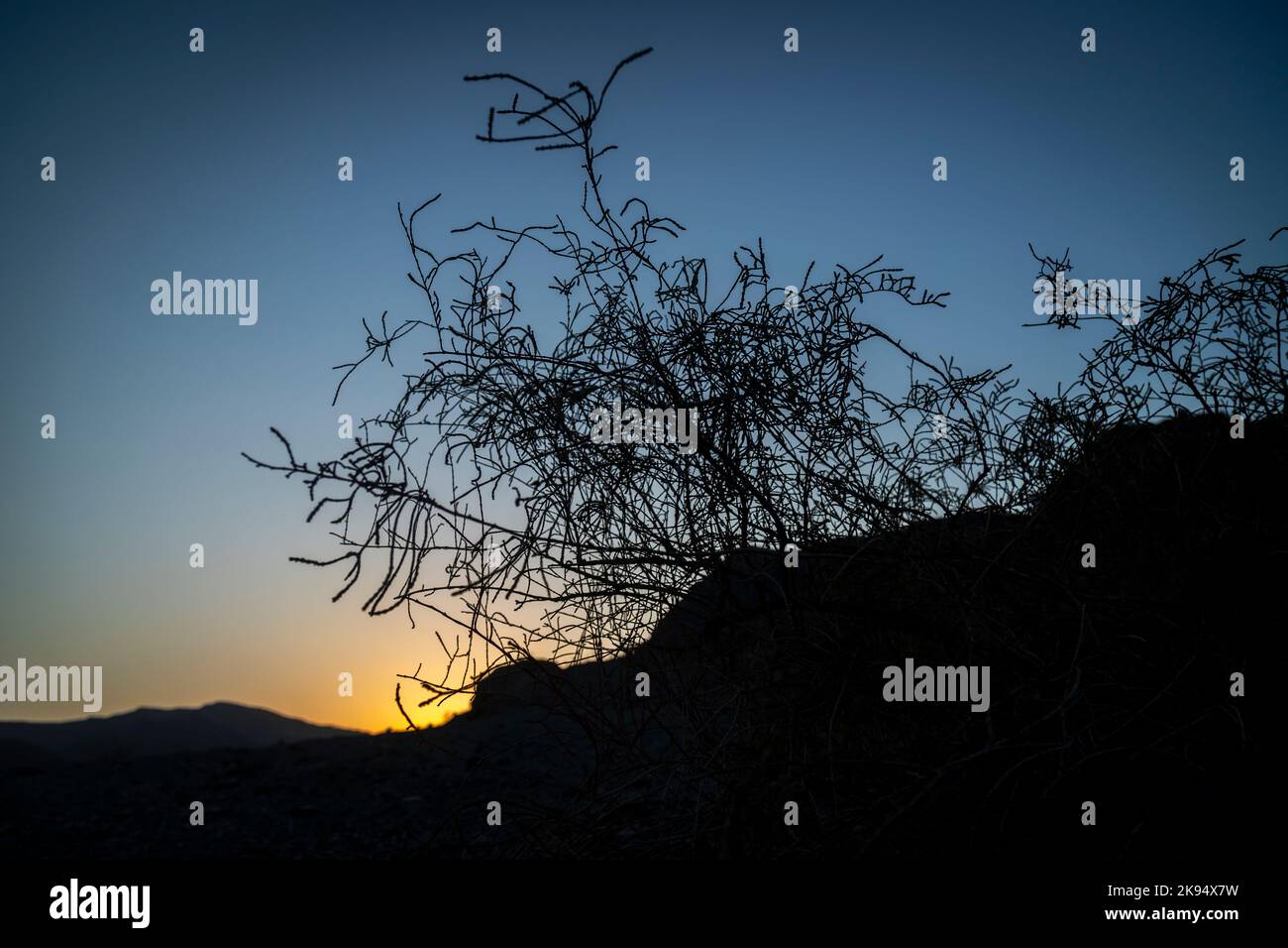 Silhouette von toten Baumzweigen aus der Wüste der Vereinigten Arabischen Emirate Stockfoto