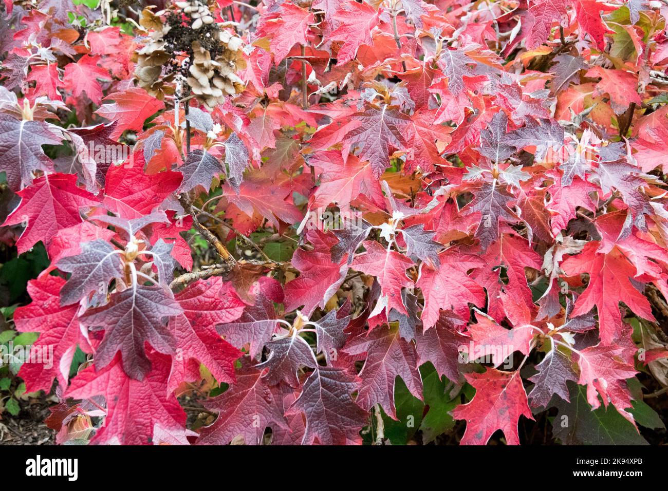 Hortensien, Herbst, Eichenblättrige Hortensien, Laub, Eichenblätter, Hydrangea quercifolia, Dunkel, Rot, Blätter, Pflanzen im Garten Stockfoto