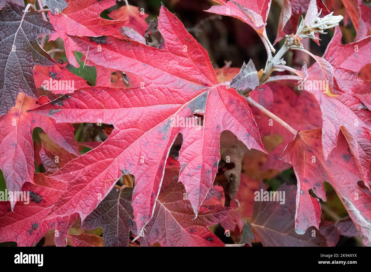 Herbsthydrangea Blatt Eichenblätter Rot Farbe Hydrangea quercifolia, Eichenblätter Hydrangea, Dunkel, Blätter, Eichenblätter Hydrangea Stockfoto