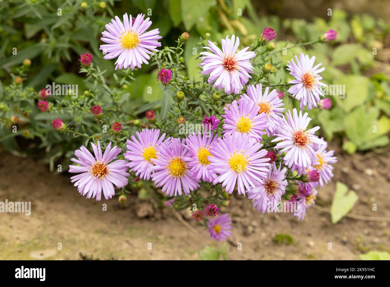 Lila Chrysantheme blüht im Garten Stockfoto