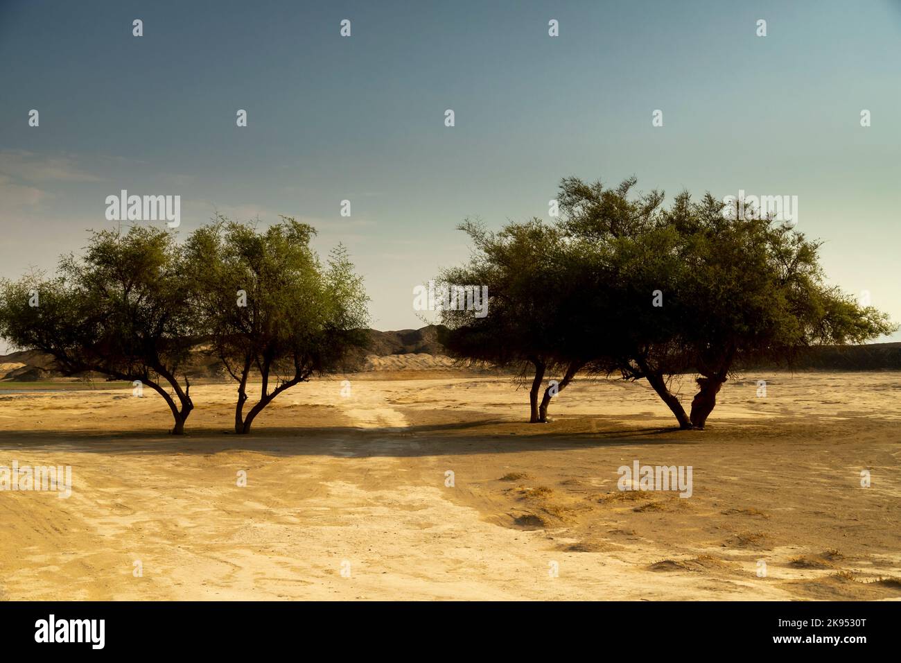 Große Bäume aus Wüsten stehen allein Stockfoto