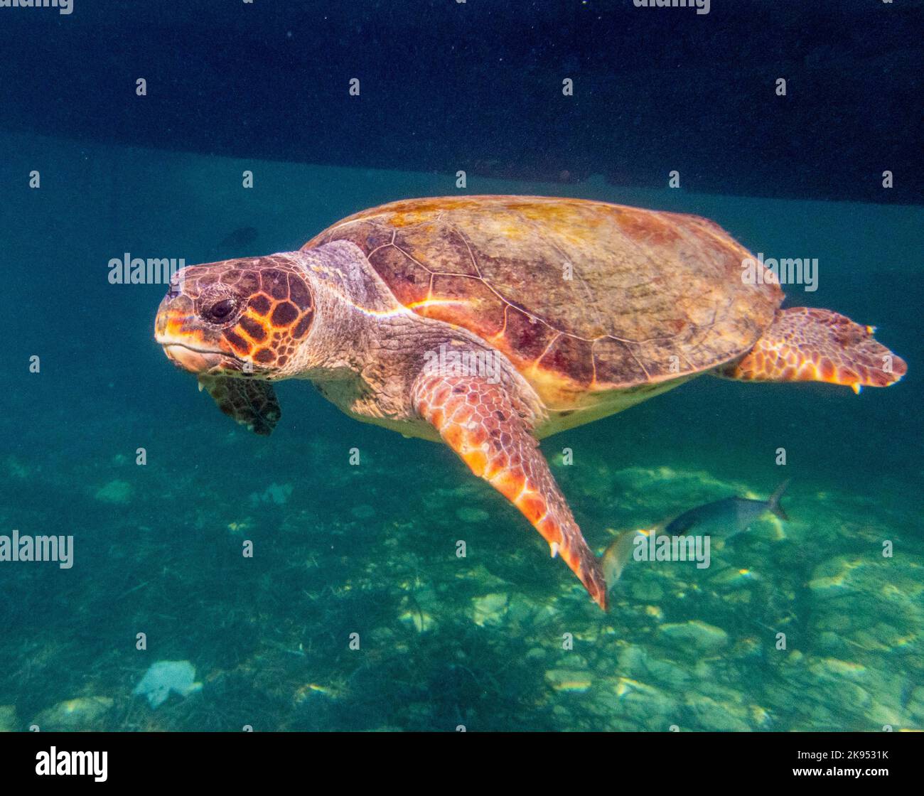 Unterwasserbild einer Karettschildkröte, ( Caretta caretta) östliches Mittelmeer, Paphos, Zypern Stockfoto