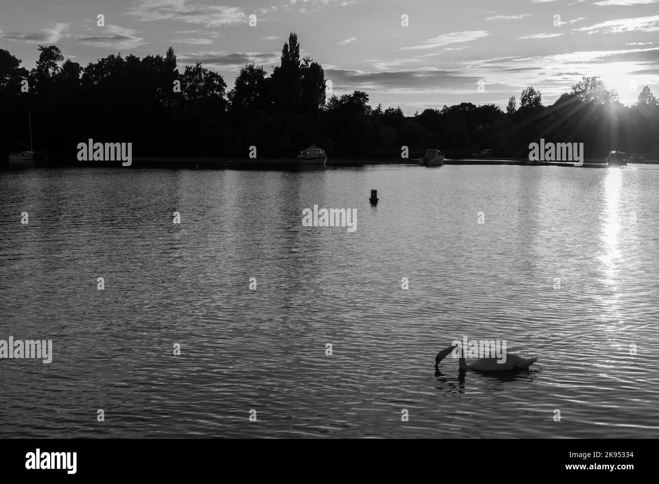Eine Graustufenaufnahme eines schönen ruhigen Sees mit einem Schwan in Loire-Atlantique, Frankreich Stockfoto