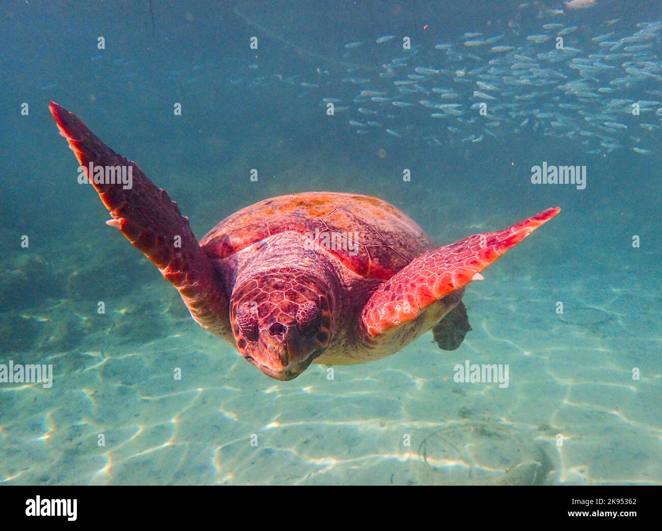 Unterwasserbild einer Karettschildkröte, ( Caretta caretta) östliches Mittelmeer, Paphos, Zypern Stockfoto