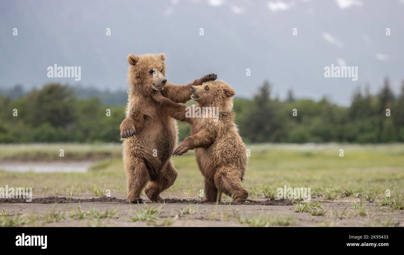 Bären fischen in Alaska, USA Stockfoto
