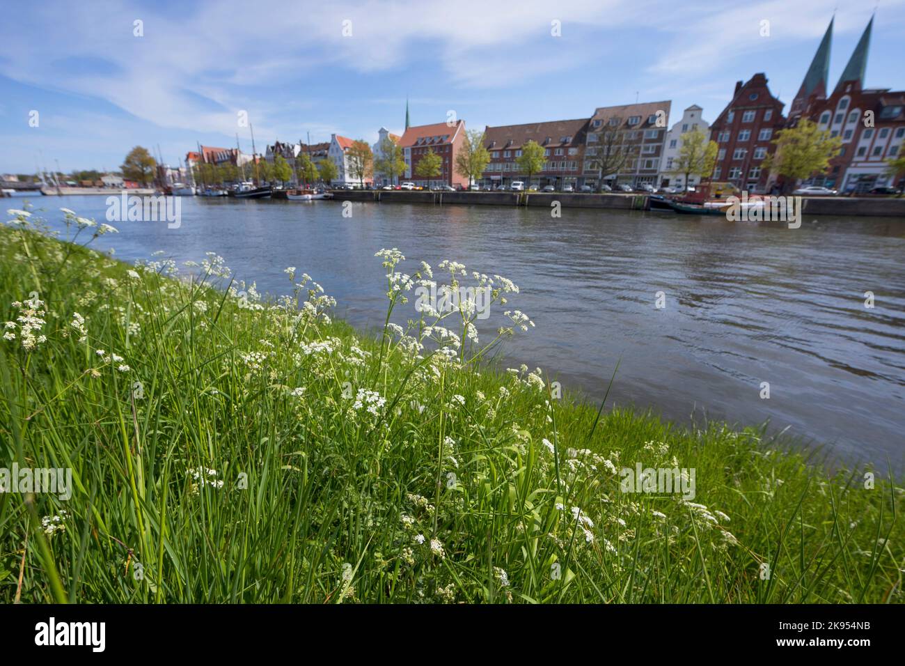 Kuhpsilie, wilder Kerbel (Anthriscus sylvestris), am Fluss Trave, hansestadt Lübeck, Deutschland, Schleswig-Holstein, Lübeck Stockfoto