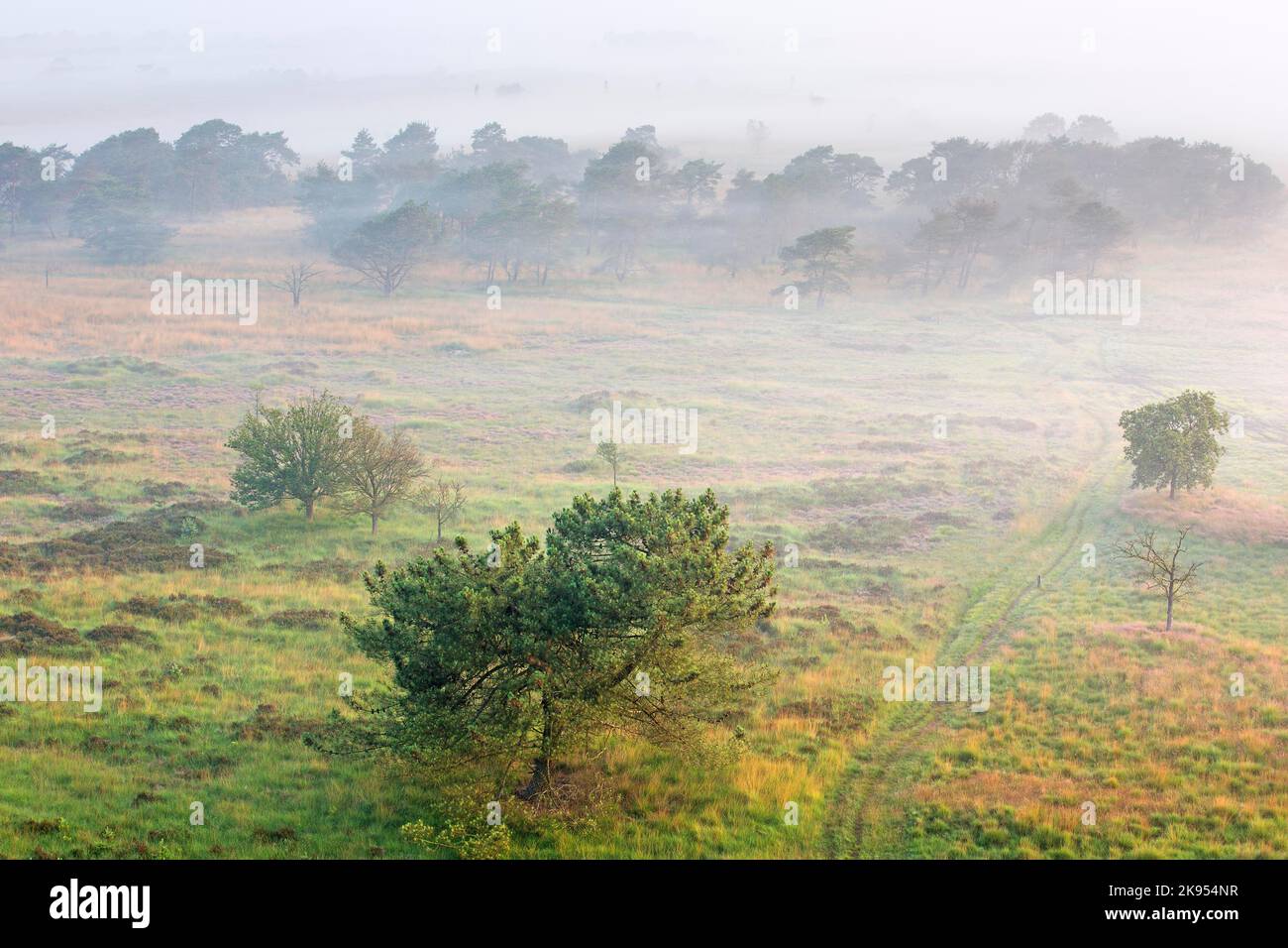 Nebel bedeckt die Heide, Luftaufnahme, Belgien, Antwerpen, Kalmthout, Kalmthoutse heide Stockfoto