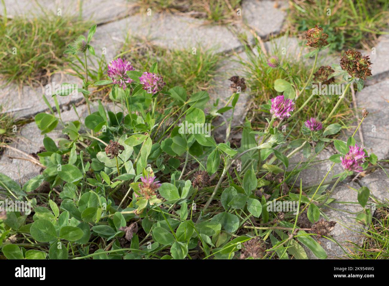 Rotklee (Trifolium pratense), wächst in Pflasterlücken, Deutschland Stockfoto