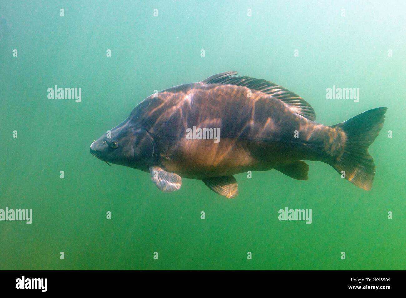 Karpfen, Karpfen, Europäischer Karpfen (Cyprinus carpio), großer Karpfen in einem kleinen Moorteich, Unterwasserfoto, Deutschland, Bayern, Schlosssee, Stockfoto