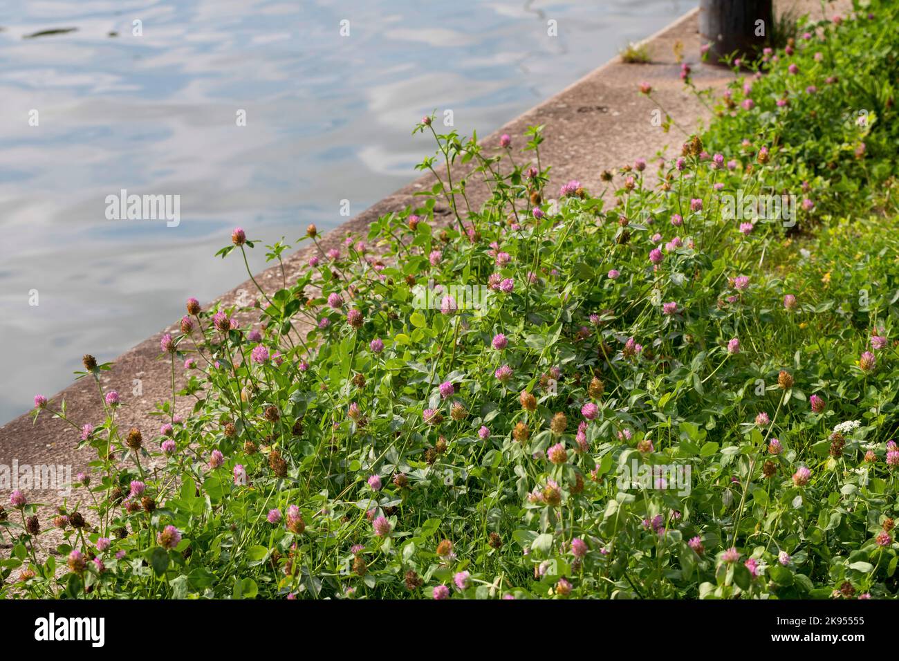 Rotklee (Trifolium pratense), wächst neben einer Schiffsanlegestelle, Deutschland Stockfoto