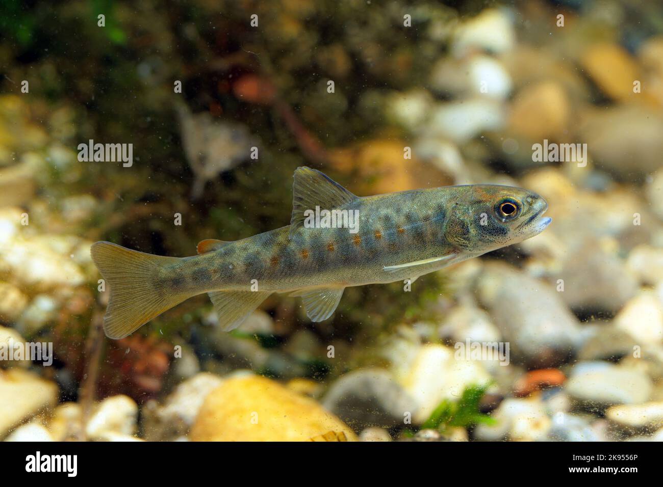 Bachforelle, Flussforelle, Bachforelle (Salmo trutta fario), Jungfische mit Jugendflecken, Deutschland Stockfoto