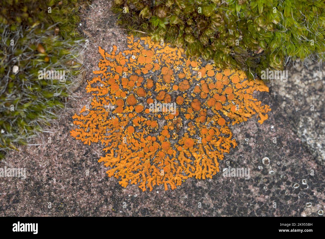 Elegante Sonnenflechte, elegante orangefarbene Wandleinen (Xanthoria elegans, Rusavskia elegans, Amphiloma elegans, Caloplaca dissidens, Caloplaca elegans, Stockfoto