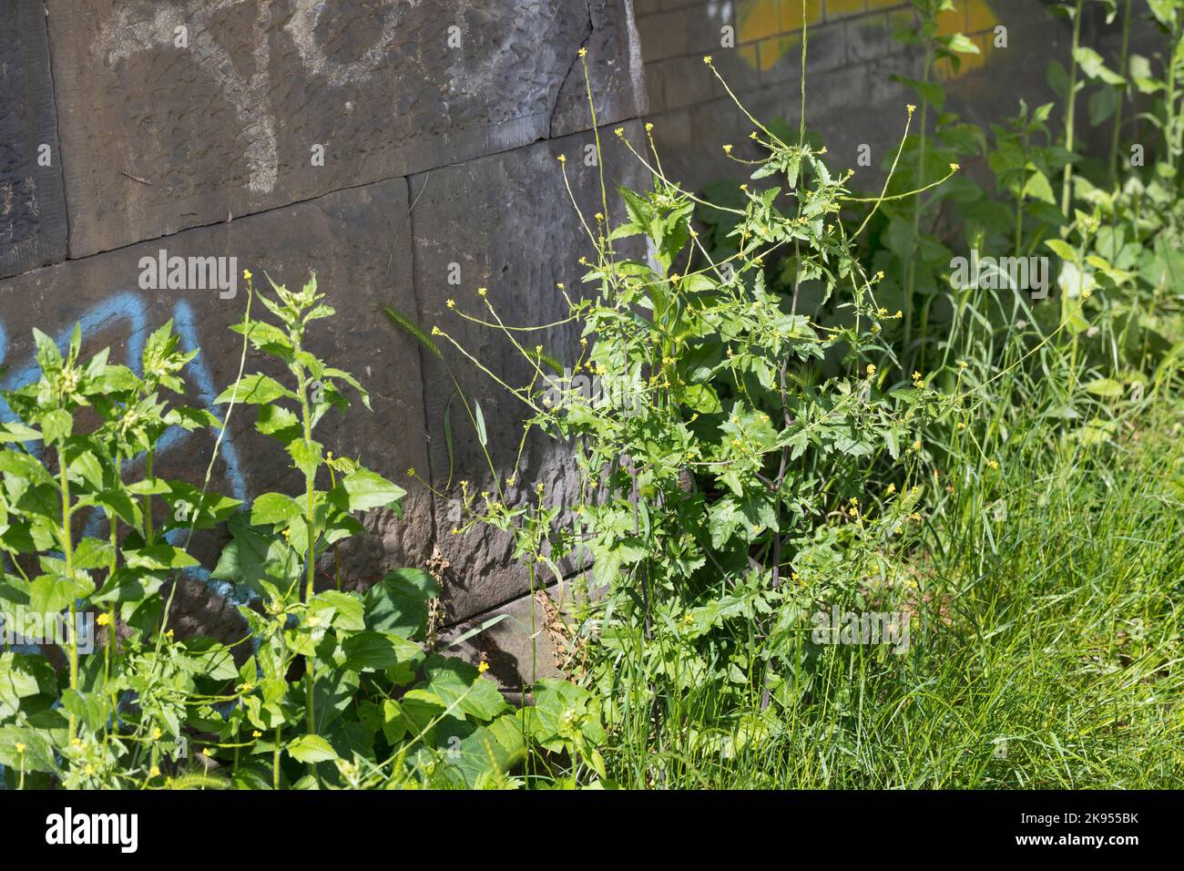 Gewöhnlicher Heckensenf, Hairy-Pod Heckensenf (Sisymbrium officinale), wächst an einer Wand, Deutschland Stockfoto