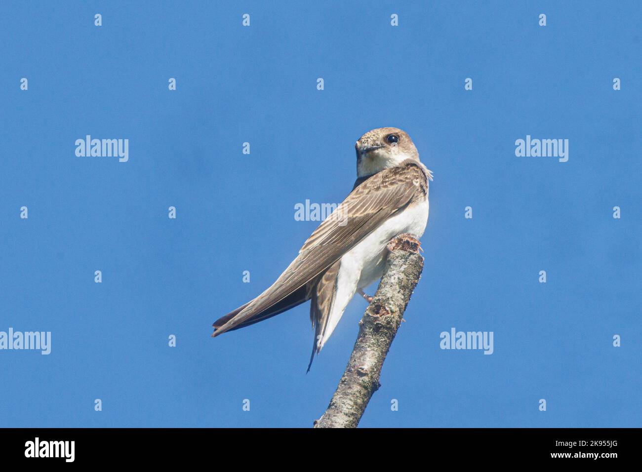 Sand martin (Riparia riparia), ruhend auf einem Zweig während der Migration, Deutschland, Bayern Stockfoto