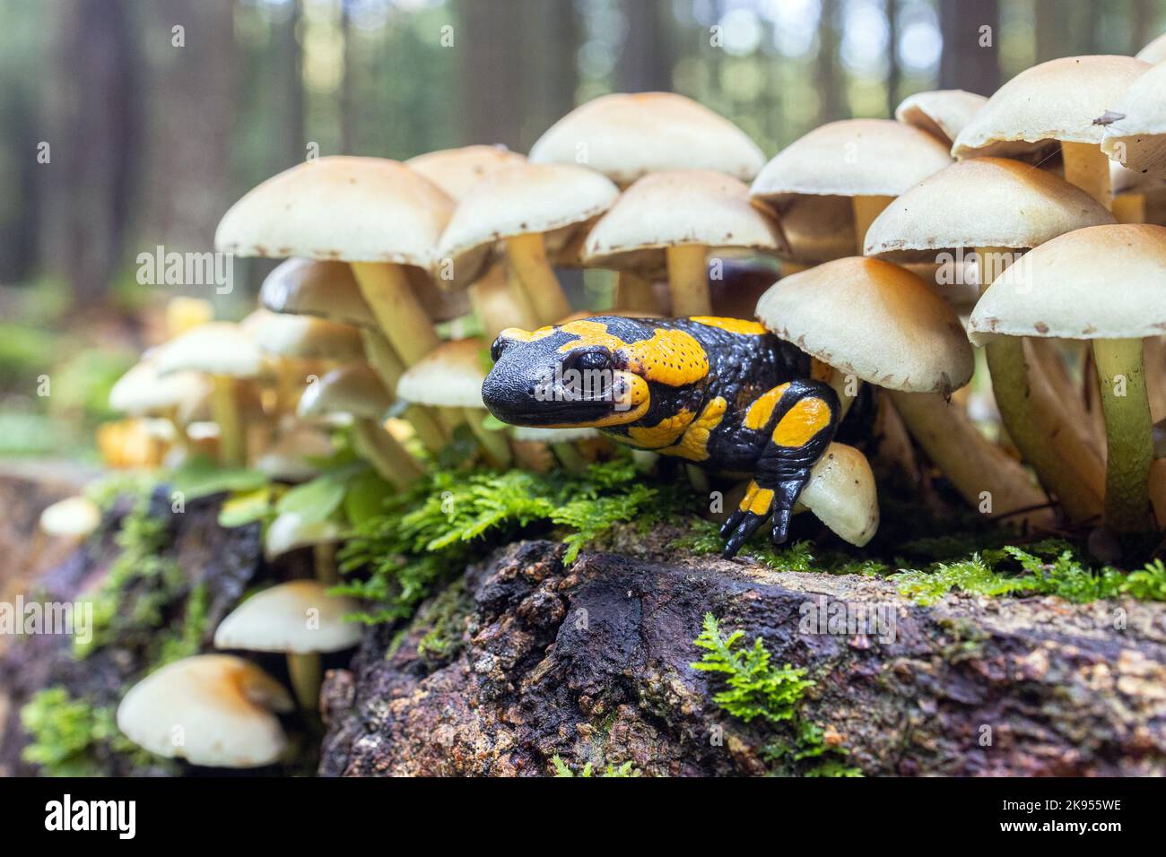 Europäischer Feuersalamander (Salamandra salamandra), großes Männchen, das aus einer Gruppe von Pilzen lauert, Deutschland, Bayern, Isental Stockfoto