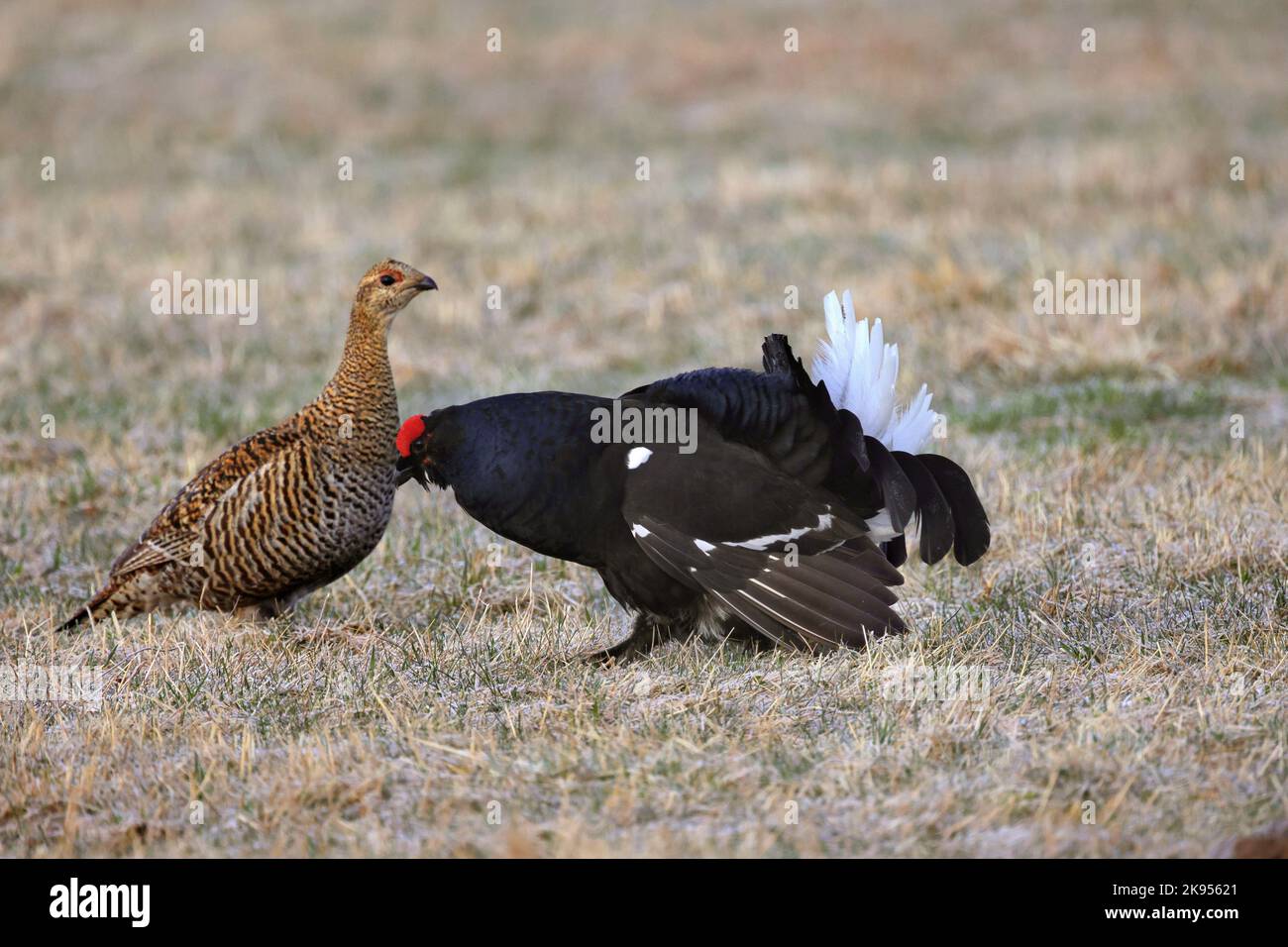 Birkhuhn Lyurus Tetrix Tetrao Tetrix Paar Deutschland 