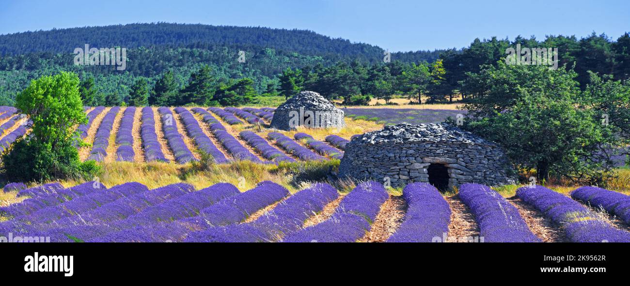 Englischer Lavendel (Lavandula angustifolia, Lavandula officinalis), Lavendelfelder mit bories im Naturpark Ventoux, Frankreich, Provence, Stockfoto