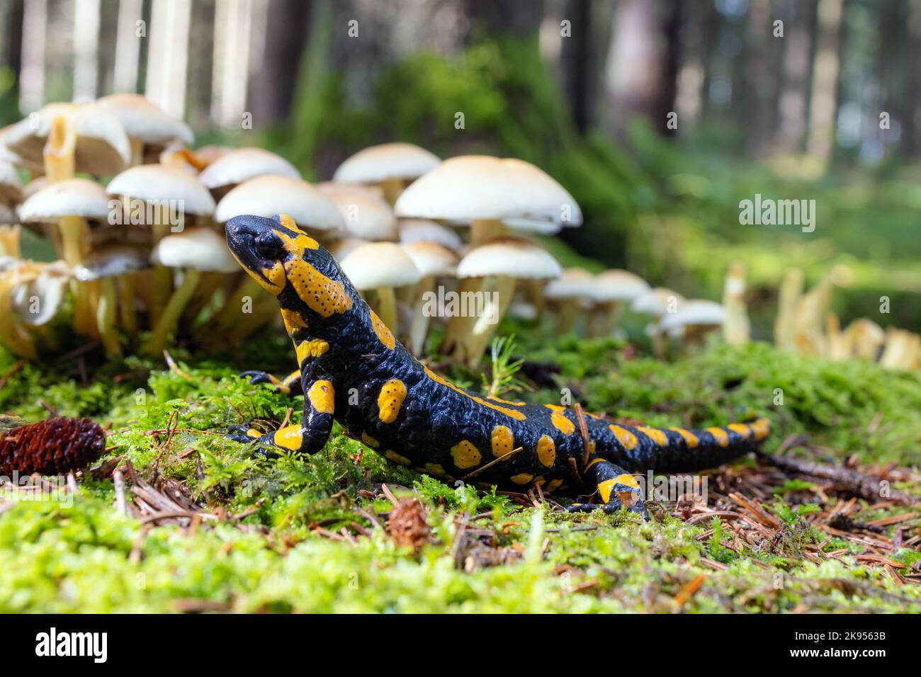 Europäischer Feuersalamander (Salamandra salamandra), großes Männchen in seinem Biotop vor Pilzgruppe, Deutschland, Bayern, Isental Stockfoto